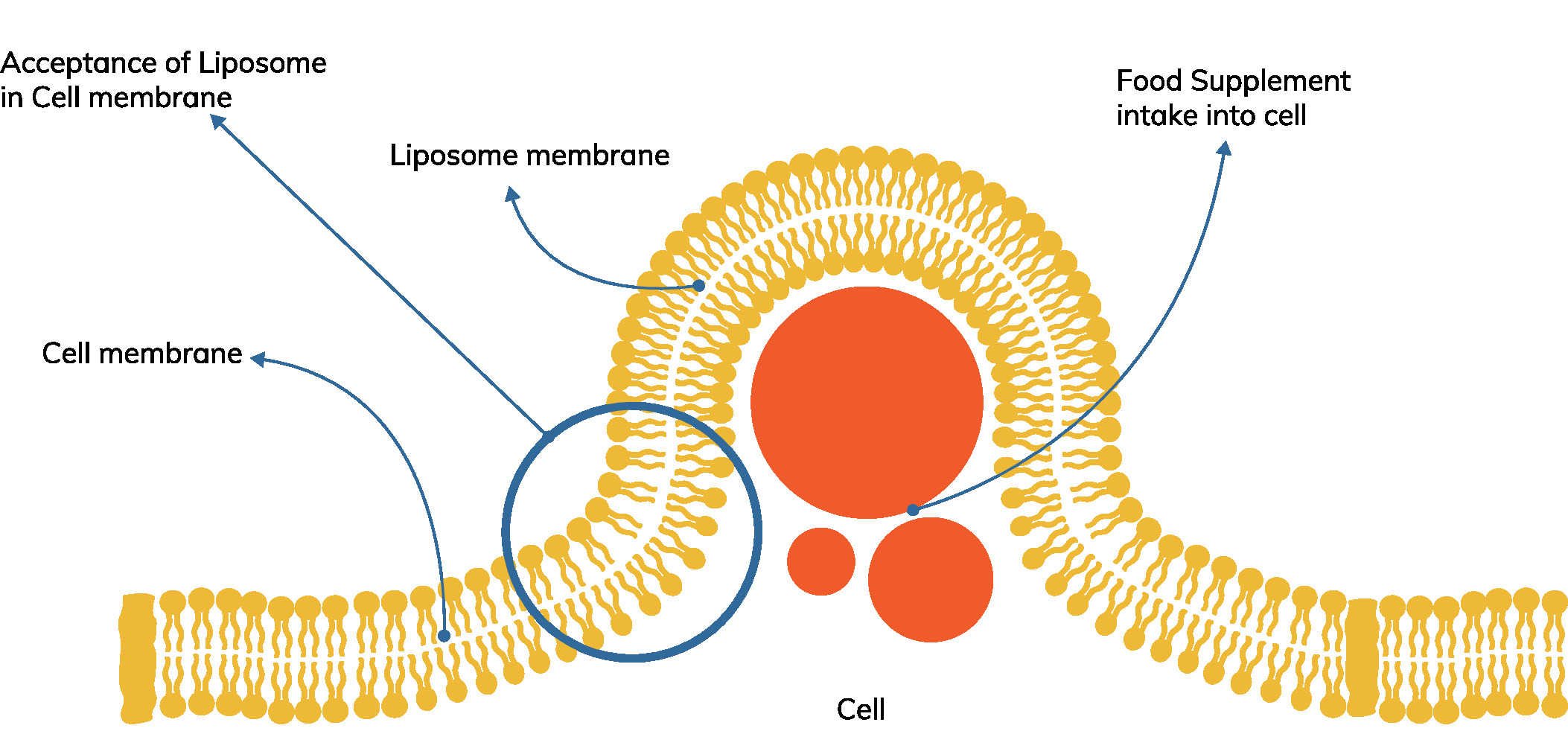 Lipos_diagram_2.jpg